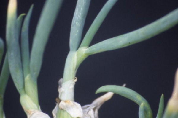 Кракен плейс